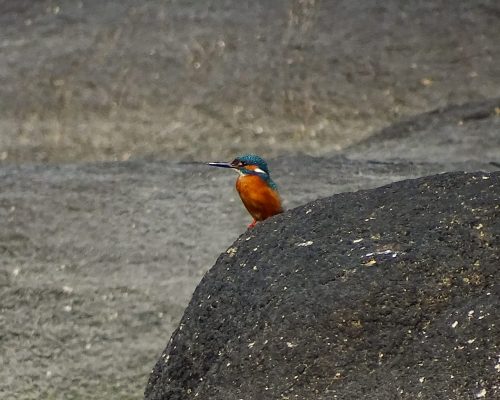 Martín pescador en Galicia