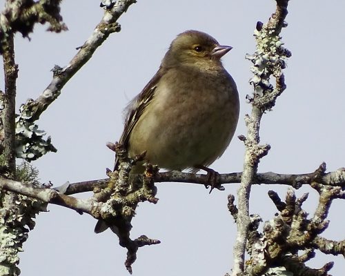 Papamoscas en Galicia