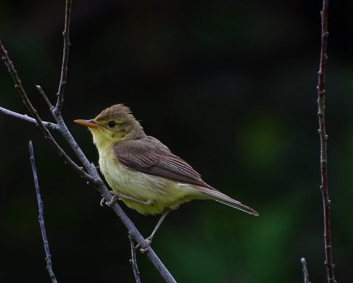 Zarcero políglota en Galicia