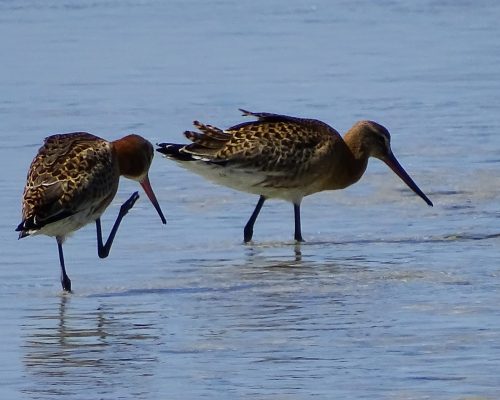 Agujas colinegras en Galicia