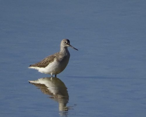 Andarríos chico en Galicia