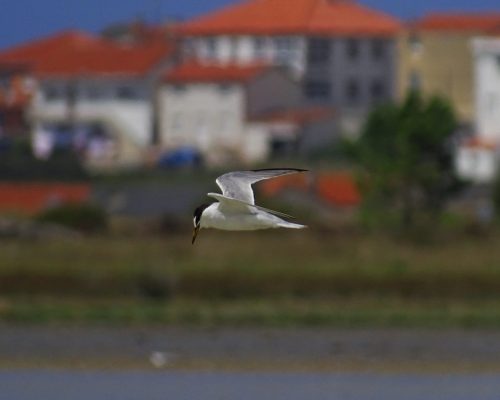 Charrancito en Galicia