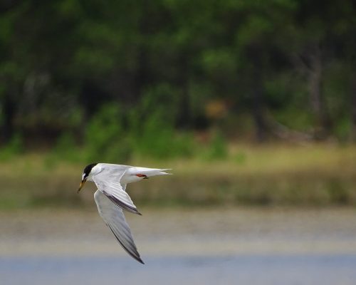Charrancito en Galicia