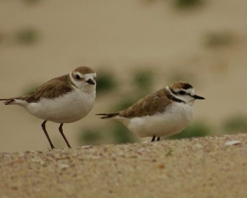 Chorlitejo patinegro en Galicia
