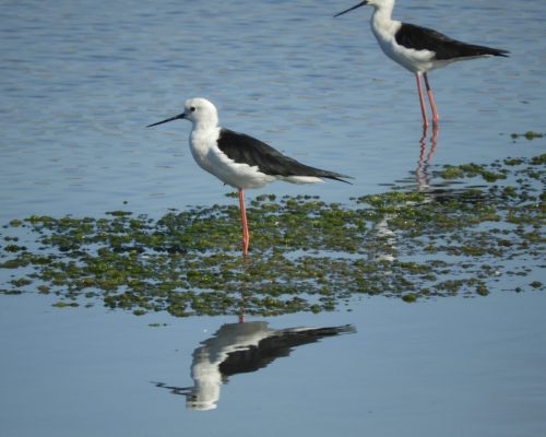 Cigüeñuelas en la marisma de Barbate