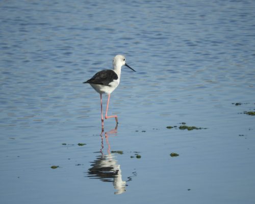 Cigüeñuela en la marisma de Barbate