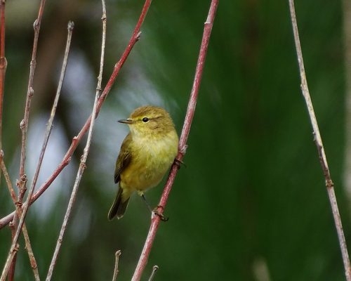 Mosquitero común en Galicia