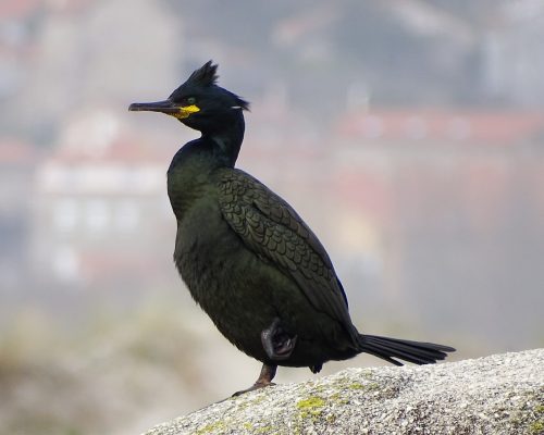 Cormorán moñudo en Galicia