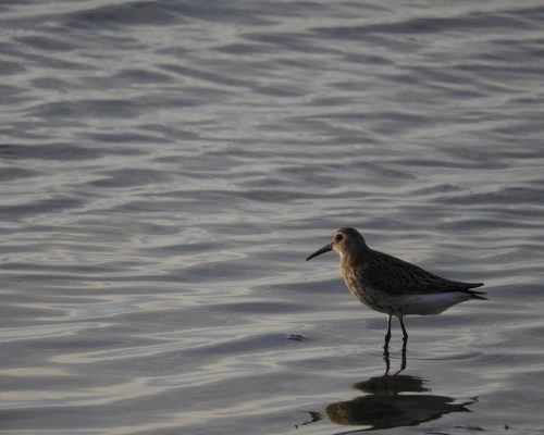Correlimos común en la marisma de Barbate
