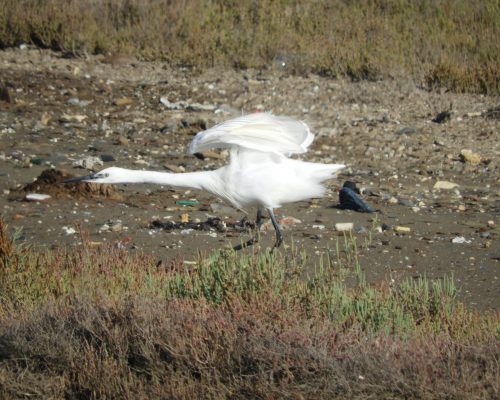 Garceta en la antigua laguna de La Janda