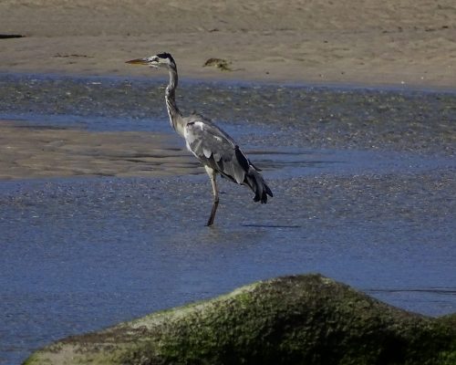Garza real en Galicia