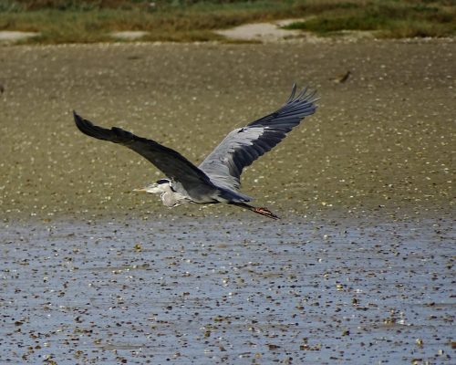 Garza real en Galicia