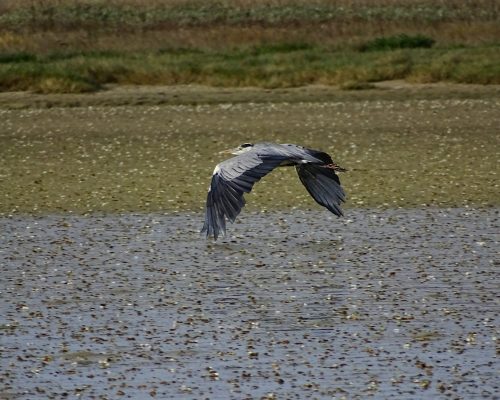 Garza real en Galicia