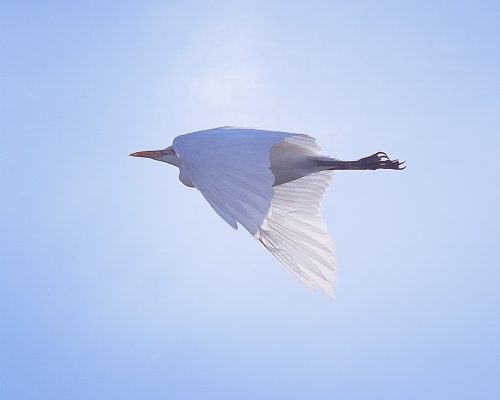 Garcilla bueyera en la antigua laguna de La Janda