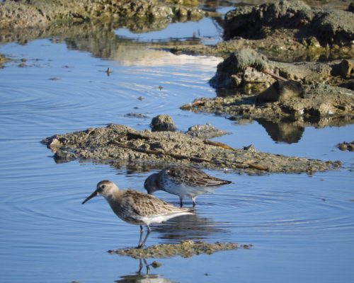 Correlimos común en la marisma de Barbate