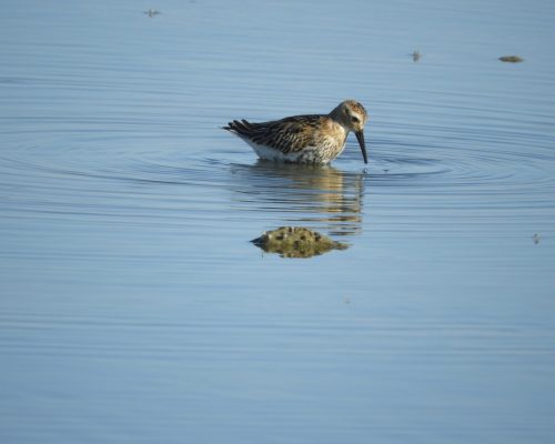 Correlimos común en la marisma de Barbate