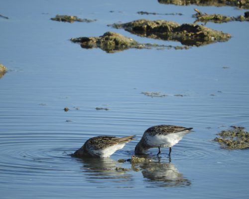 Correlimos común en la marisma de Barbate