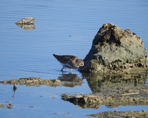 Correlimos común en la marisma de Barbate