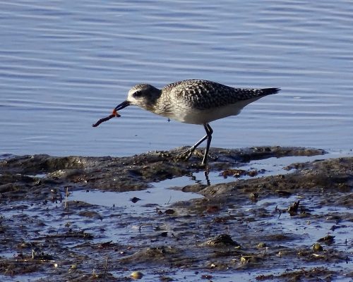 Chorlito gris en Galicia