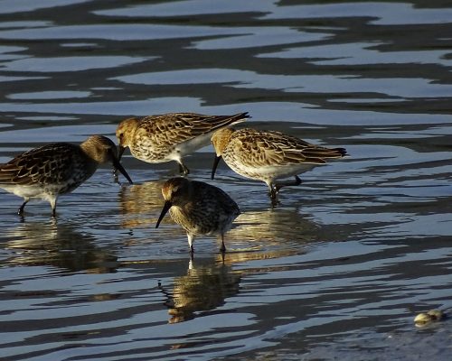 Correlimos común en Galicia