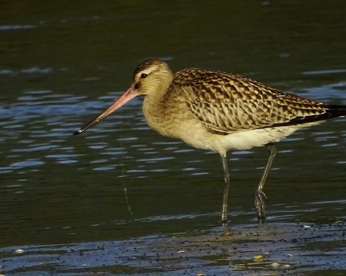 Aguja colinegra en Galicia