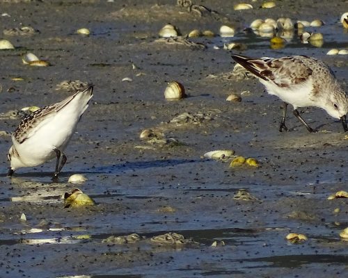 Playeritos blancos en Galicia