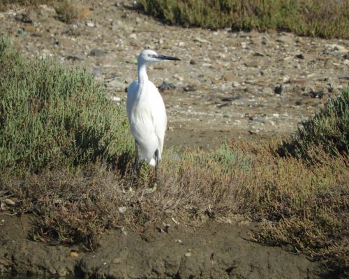 Garceta en la antigua laguna de La Janda