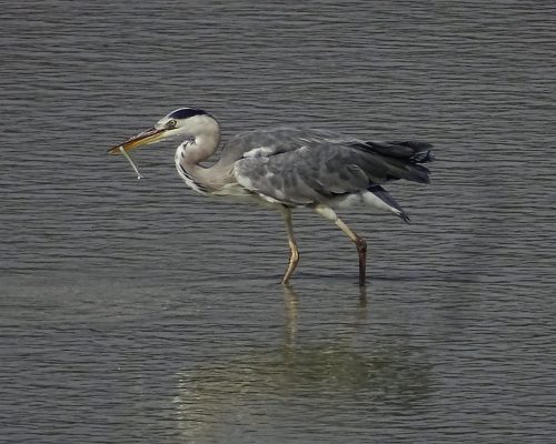 Garza real en Galicia