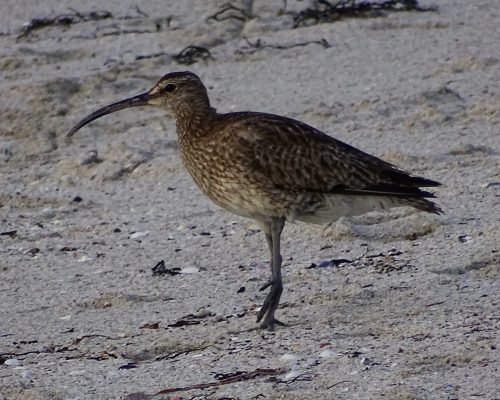 Zarapito real en Galicia
