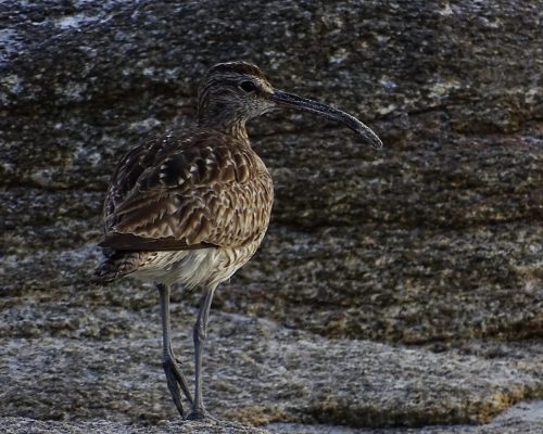 Zarapito real en Galicia
