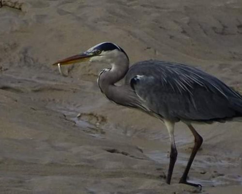 Garza real en Galicia
