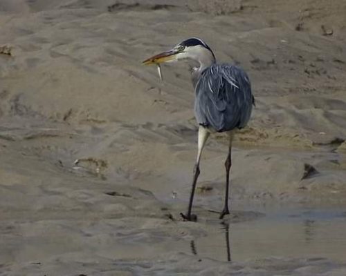 Garza real en Galicia