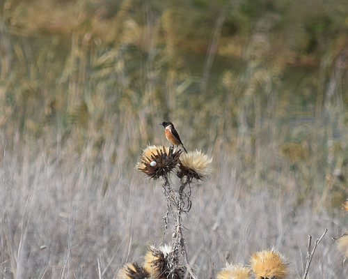 Tarabilla común macho en la antigua laguna de La Janda