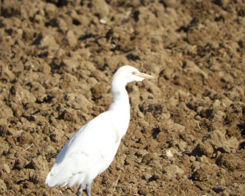 Garza bueyera en la antigua Laguna de La Janda