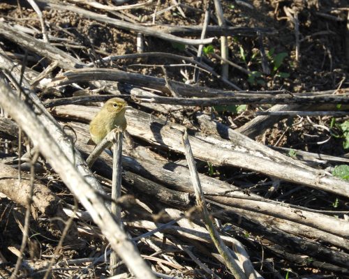 Verderón en la marisma de Barbate