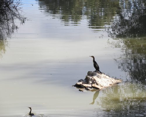Cormorán en La Barca de vejer de la Fra.