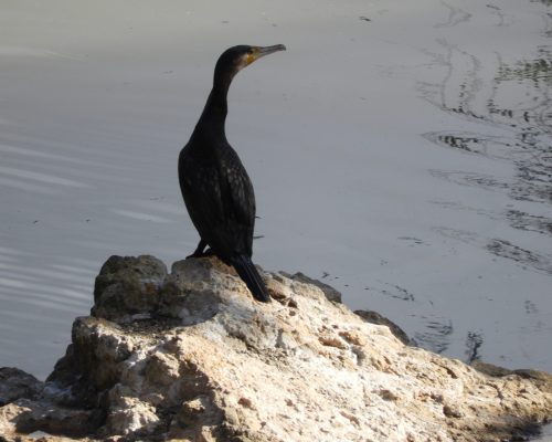 Cormorán en La Barca de Vejer de la Fra.