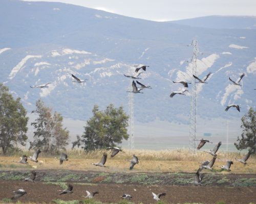 Grullas en la antigua Laguna de la Janda