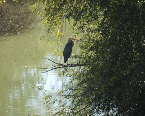 Garza real en La Barca de Vejer de la Frontera