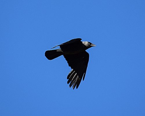 Grajos en Vejer de la Fra.