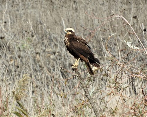 Aguilucho en la antigua Laguna de la Janda