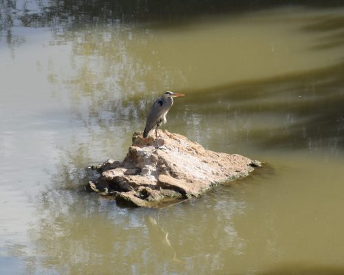 Garza real en La Barca de Vejer de la Frontera