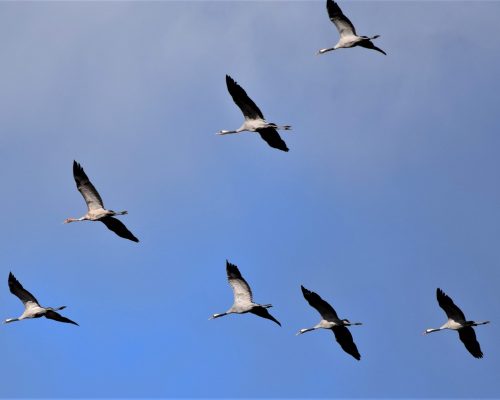 Grullas en la antigua Laguna de la Janda