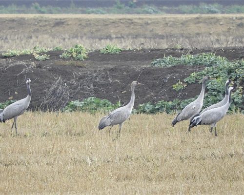 Grullas en la antigua Laguna de la Janda