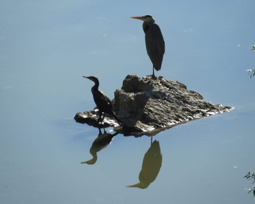Cormorán y garza real en La Barca de Vejer de la Fra.