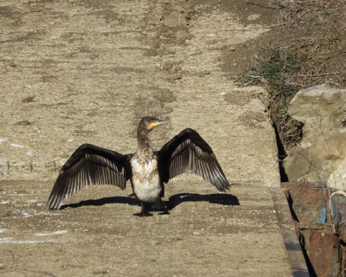 Cormorán en la antigua Laguna de la Janda