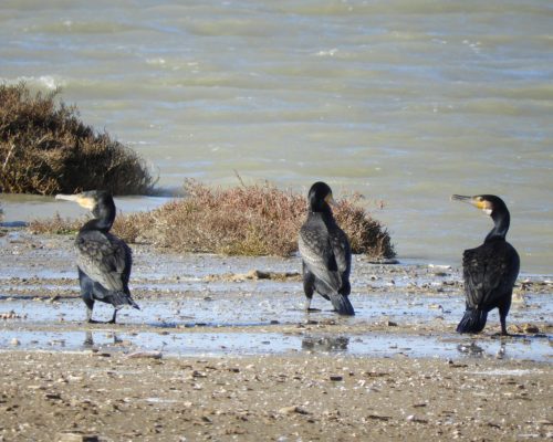 Cormoranes en la marisma de Barbate