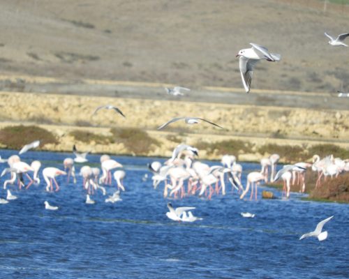 Gaviotas en la marisma de Barbate