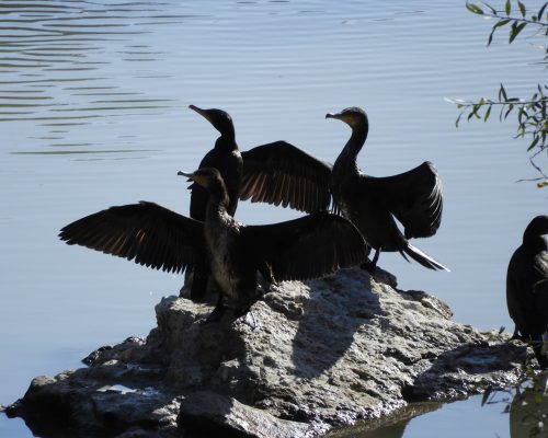 Cormoranes en La Barca de Vejer