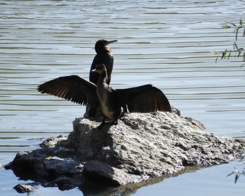 Cormoranes en La Barca de Vejer